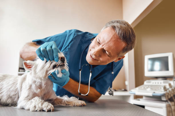 Best Tooth Infection Emergency Dentist  in Oak Ridge, NC